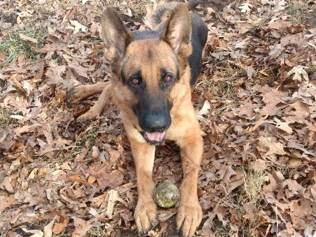   Billy   “Without [Dr. Maxwell], I do not think we would have been able to keep Billy, and with his bite history so few people were willing to work with us.”   Kathy Fridley  Troutville, VA 