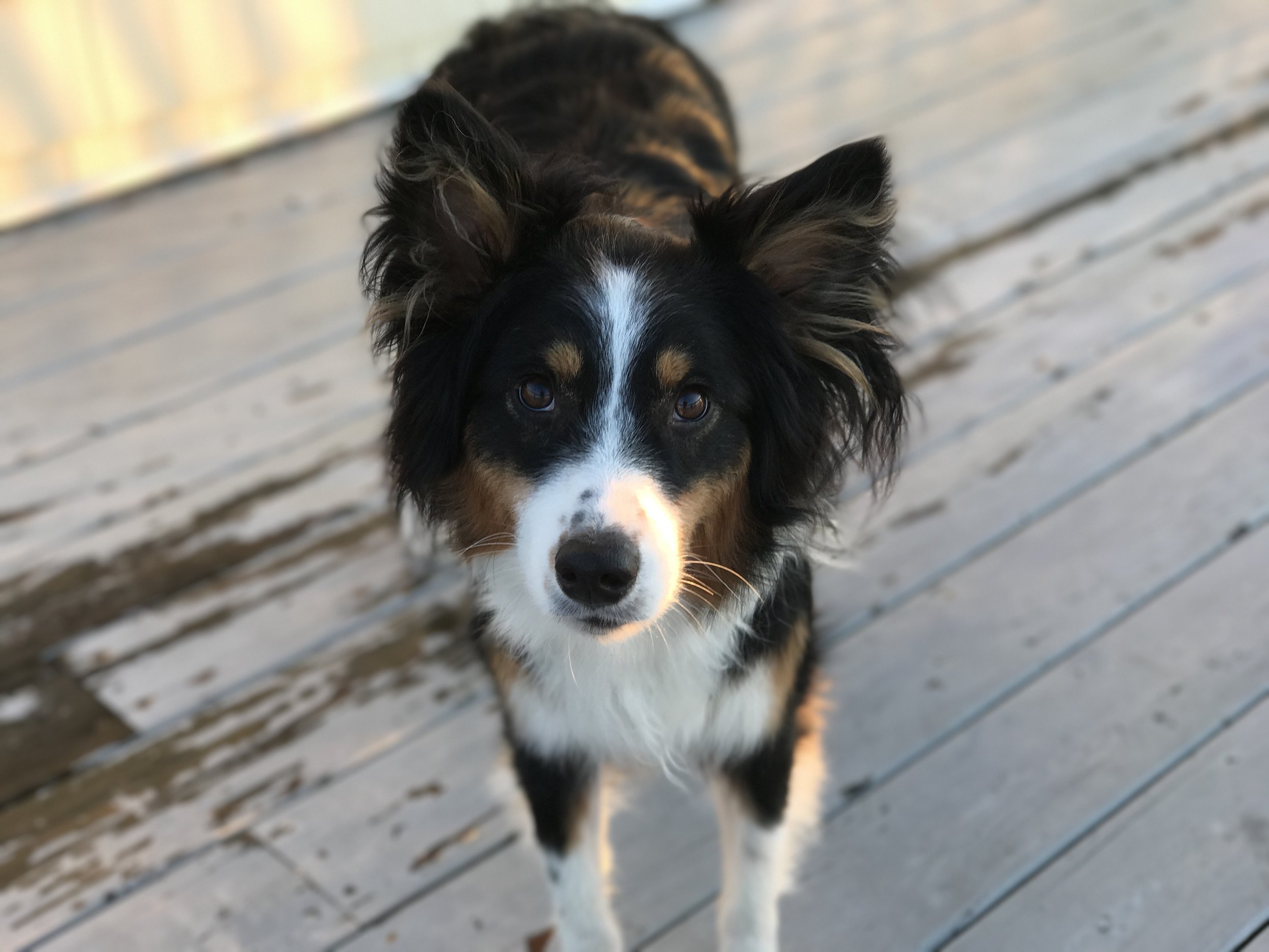 Ellie "Dr. Maxwell took time to understand our needs and really worked to create steps that we could actually use to see behavioral improvements over the long term.” Carrie Cousins-Spiller with Ellie Roanoke, VA