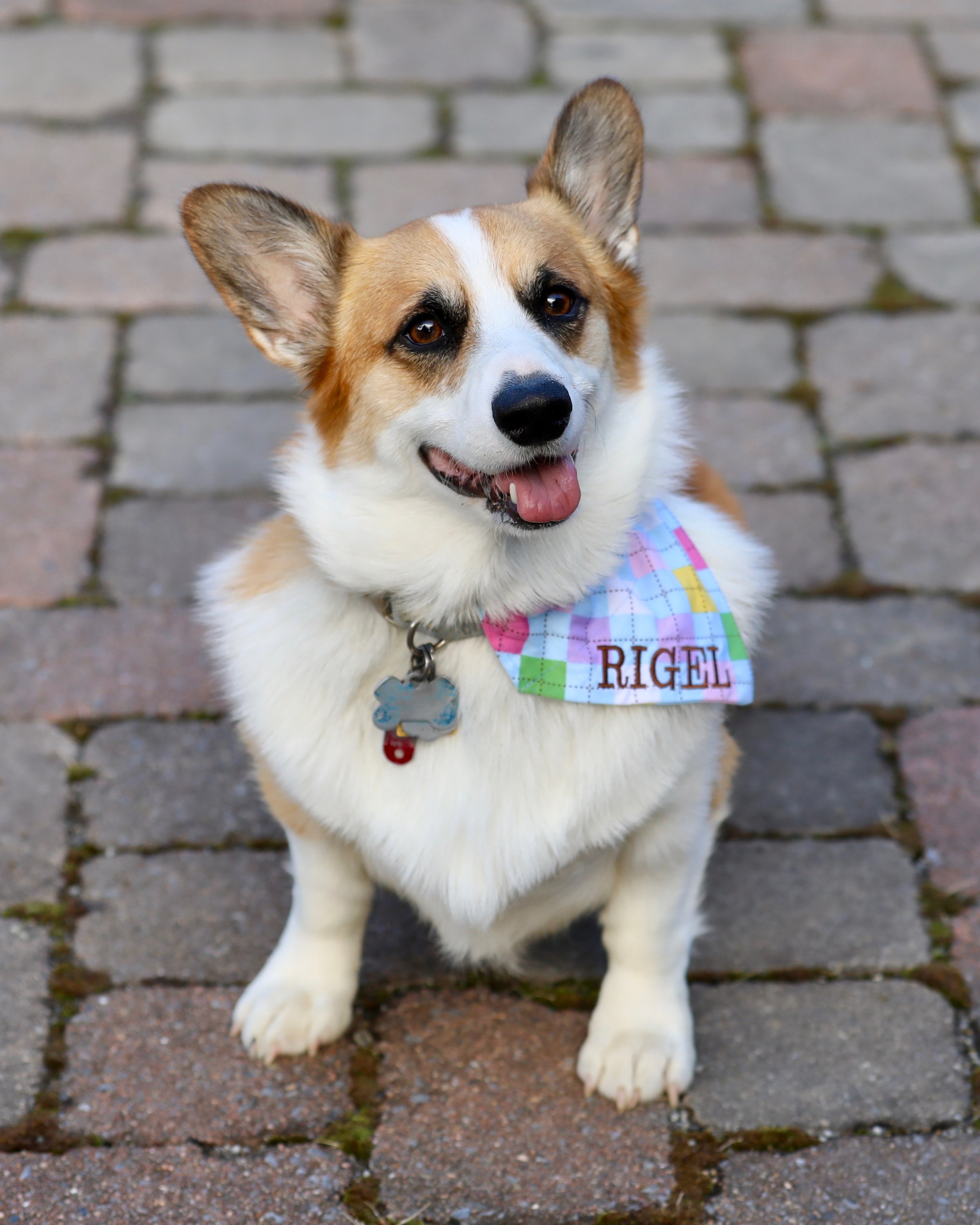 Rigel "Dr. Maxwell was able to break the behavior down into manageable treatment steps and assist with other minor problem areas as well, such as leash walking and resource guarding.” Karen Kalbfleisch Roanoke, VA