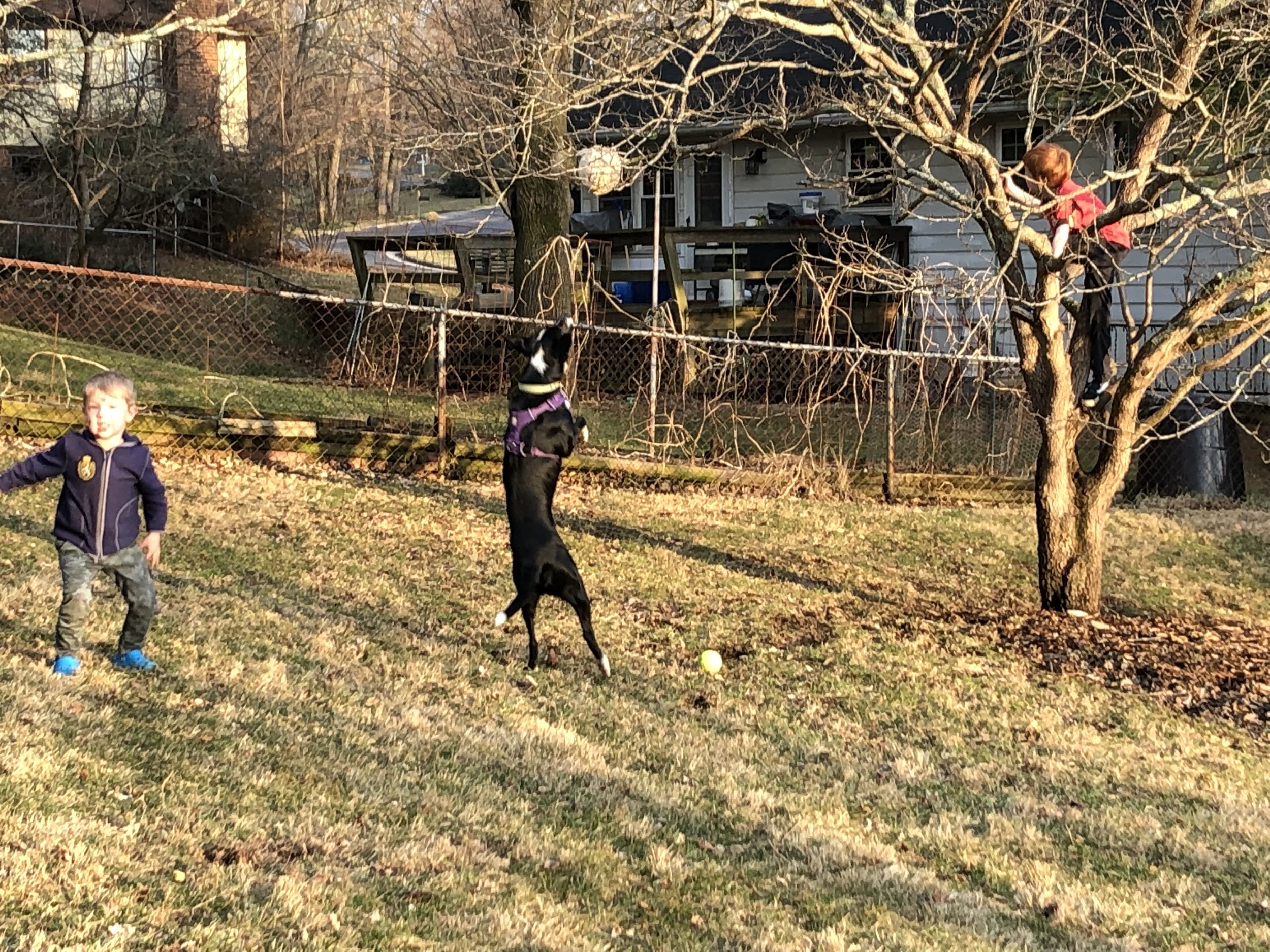   Buddy   “The best part of our experience with Dr. Maxwell was gaining training tools to help keep the children and Buddy safe during play—this was truly priceless as inexperienced dog owners.”   The Olson Family  Blacksburg, VA 