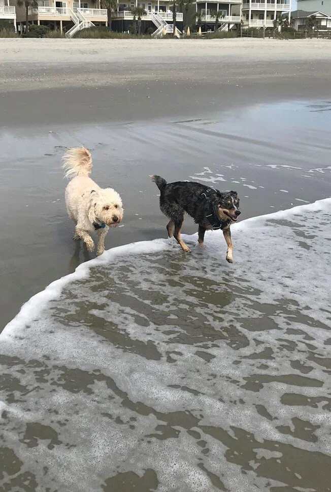   Sissy &amp; Possum   “Dr. Maxwell not only helped us with modifying the negative dog behaviors, she enabled us to provide a home to a dog that had problems in its past home.”   Jeff C.  Salem, VA 