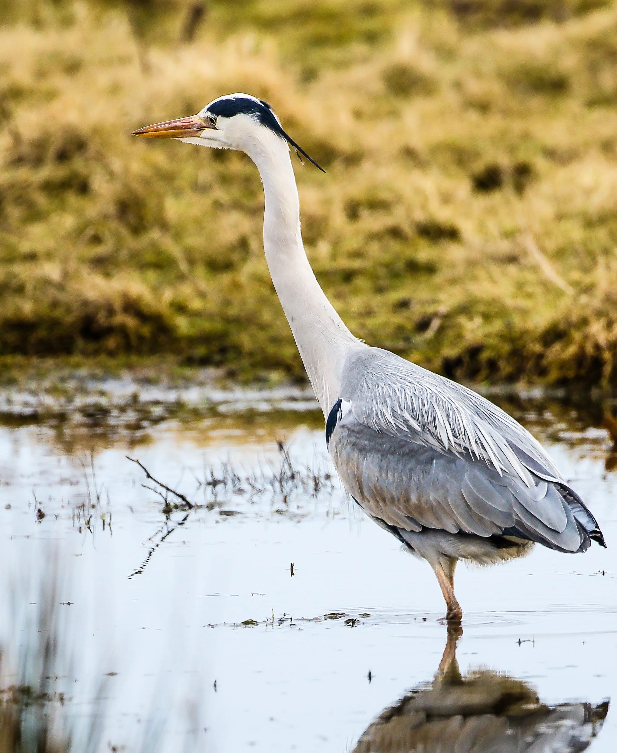 Grey Heron (Ardea cinerea)