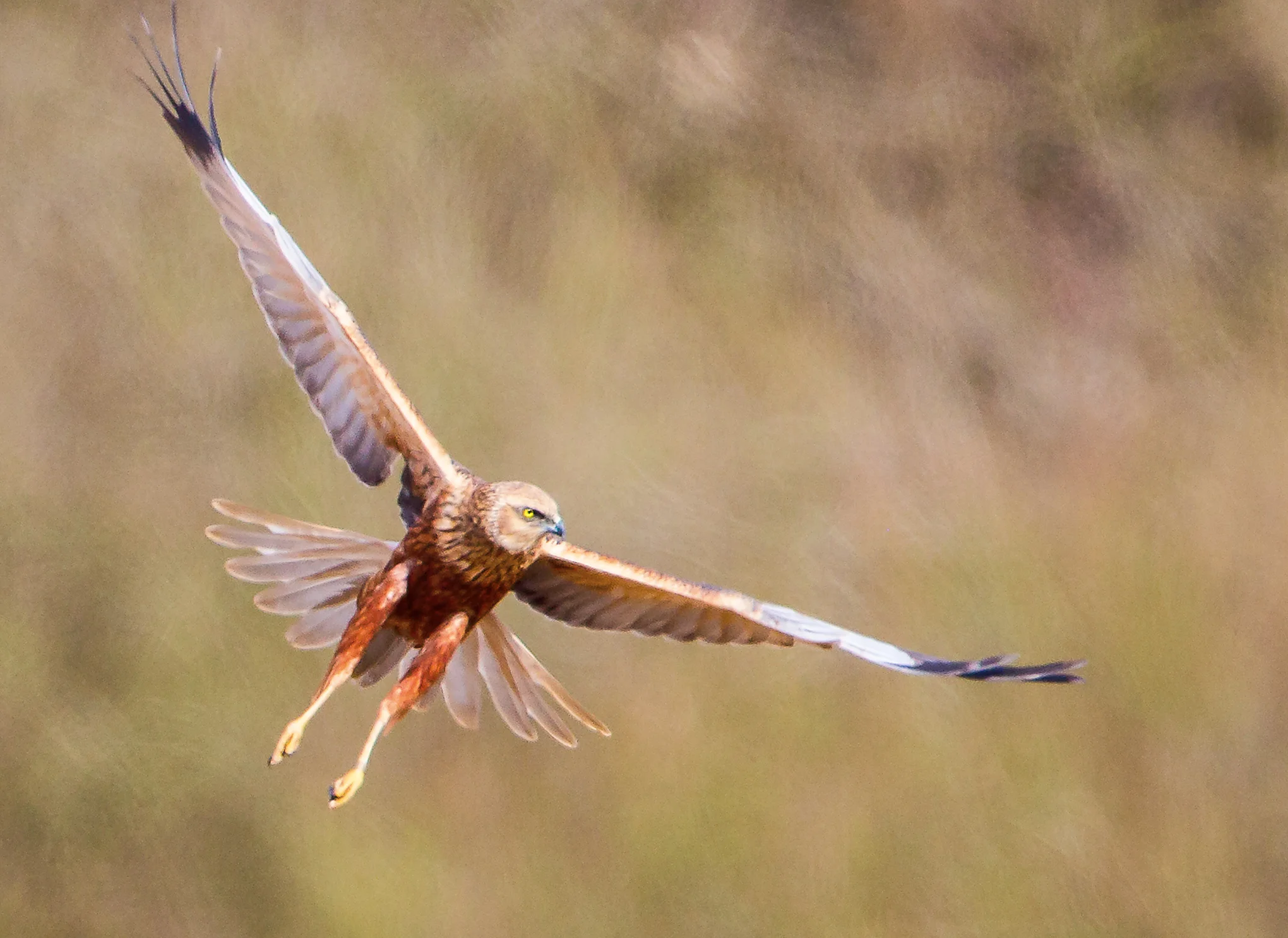 Marsh Harrier (Circus aeruginosus)