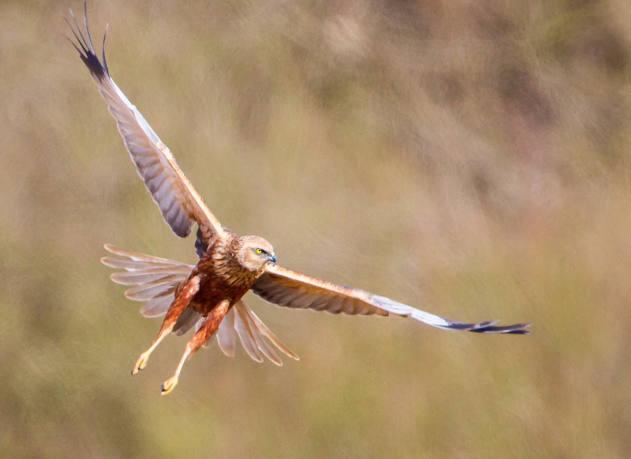 Marsh Harrier (Circus aeruginosus)