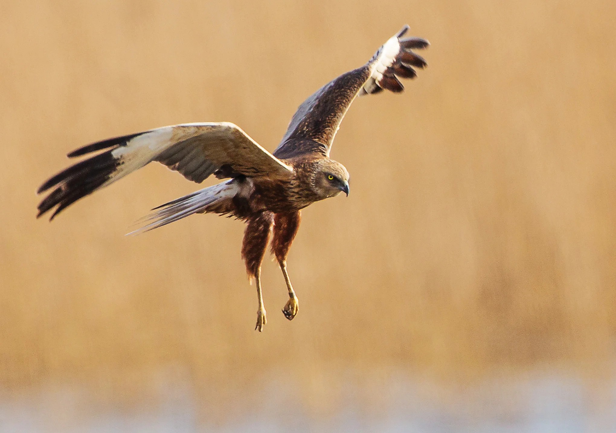 Marsh Harrier (Circus aeruginosus)