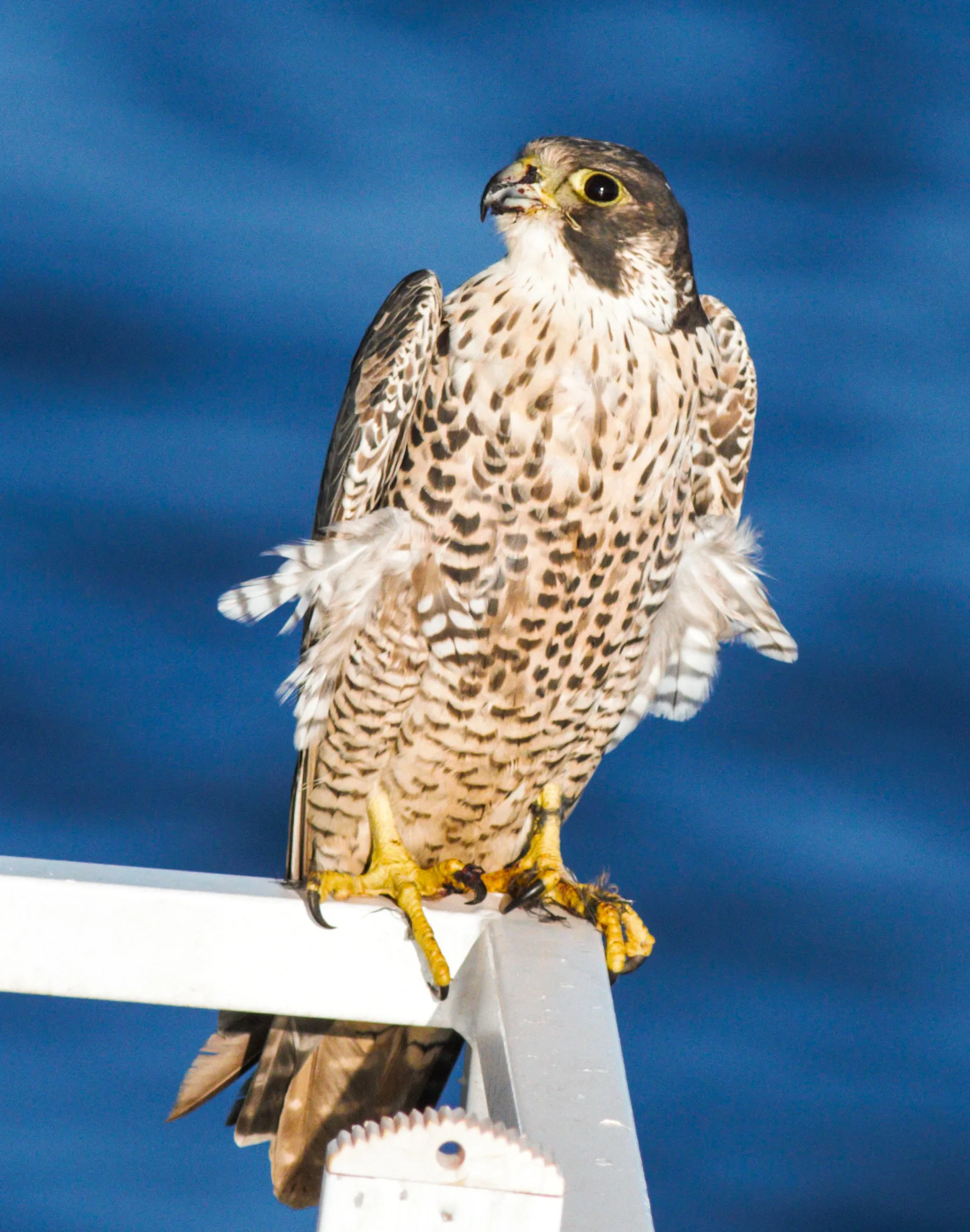 Peregrine (Falco peregrinus)