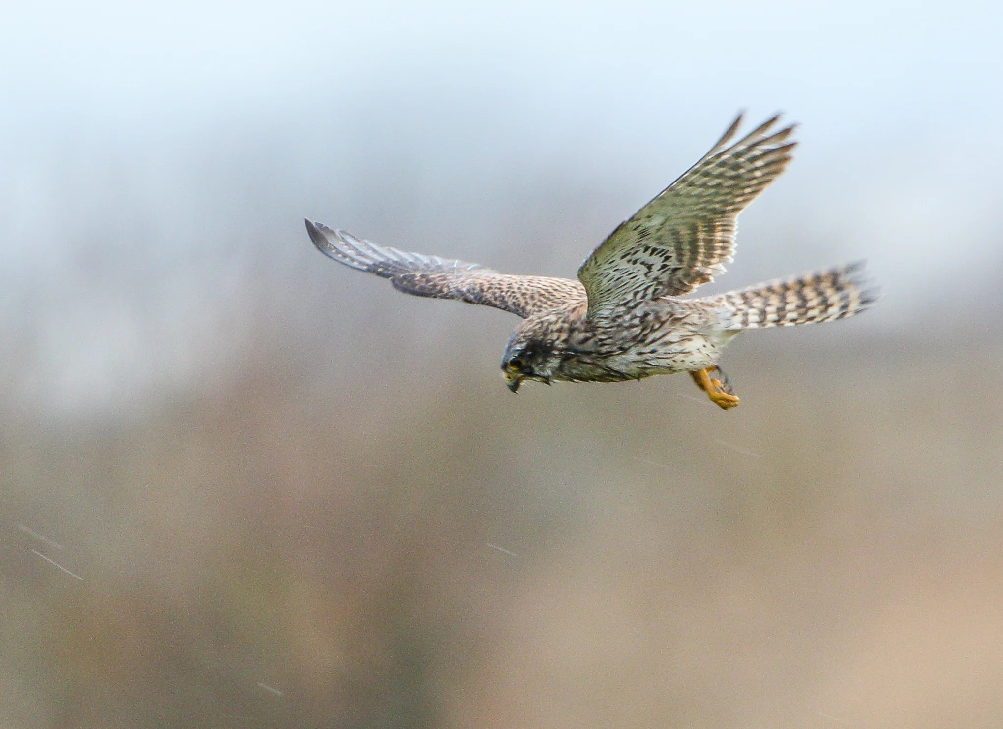 Kestrel (Falco tinnunculus)