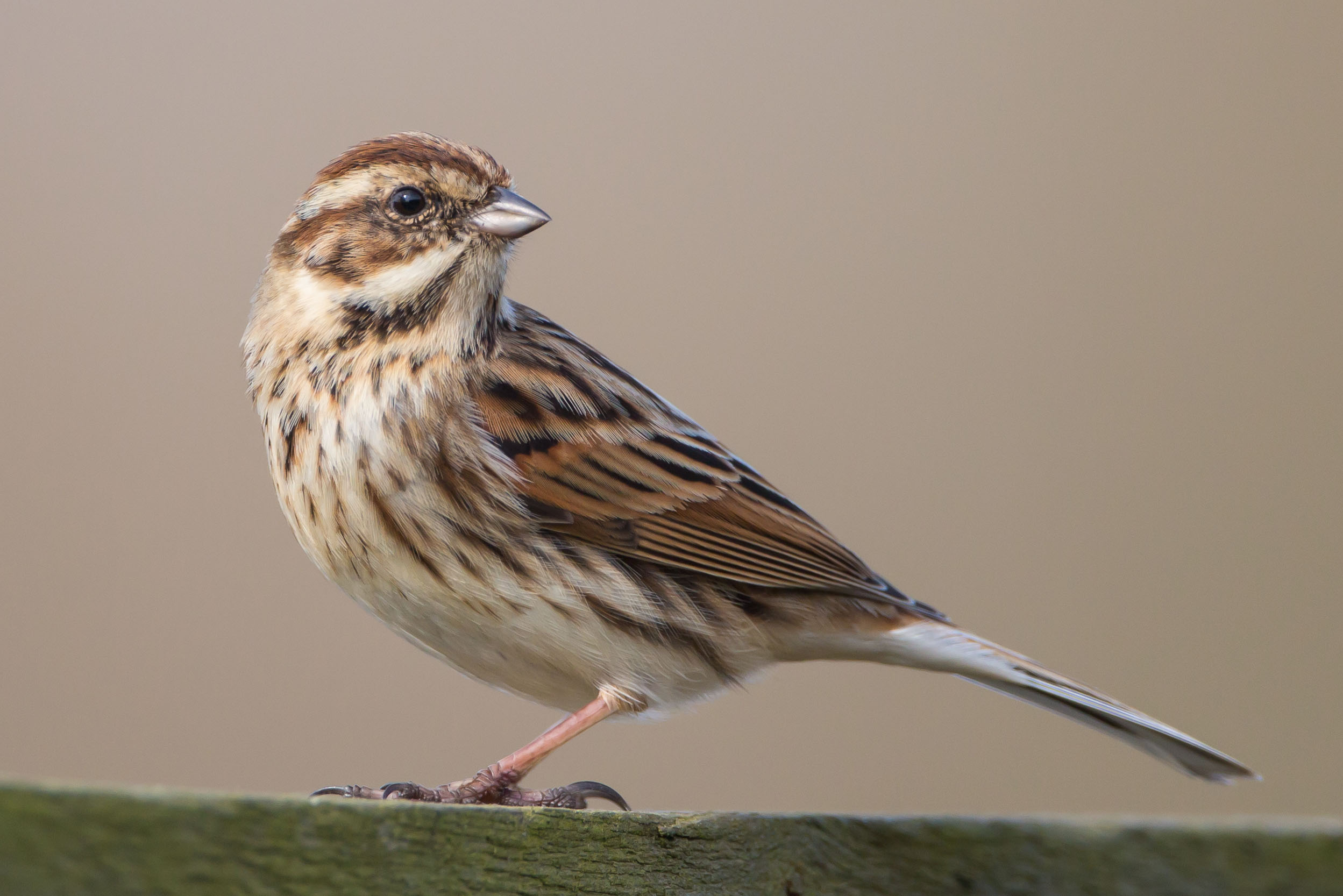 Reed Bunting (Emeriza schoeniclus)