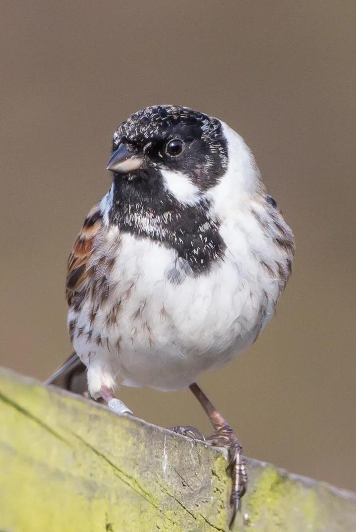 Reed Bunting (Emberiza schoeniclus)