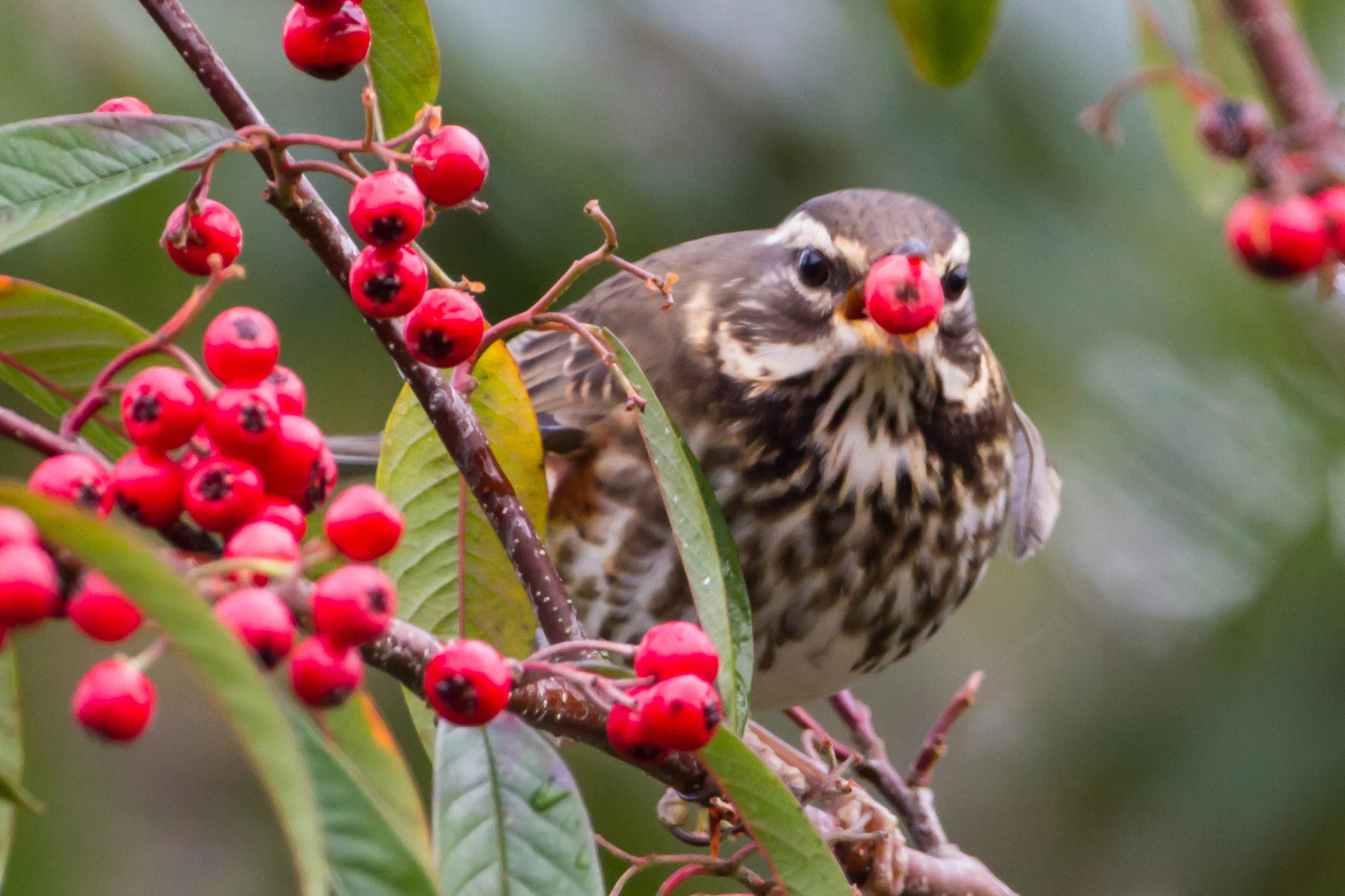 Redwing (Turdis ilacus)