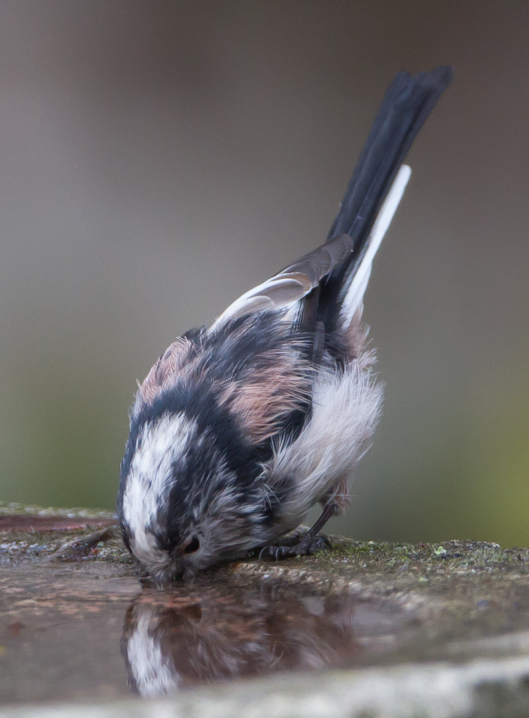 Long-tailed Tit (Aegithalos caudatus)