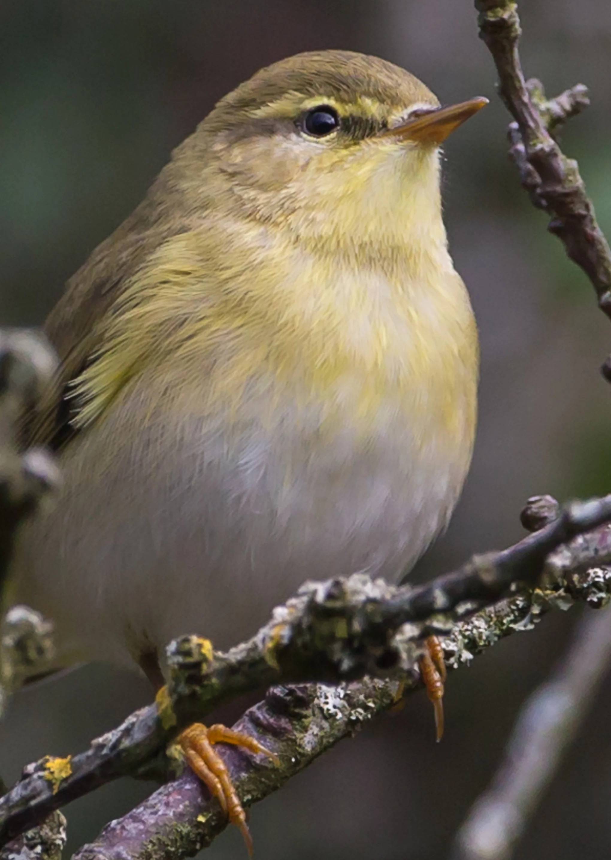 Willow Warbler (Phylloscopus trochilus)