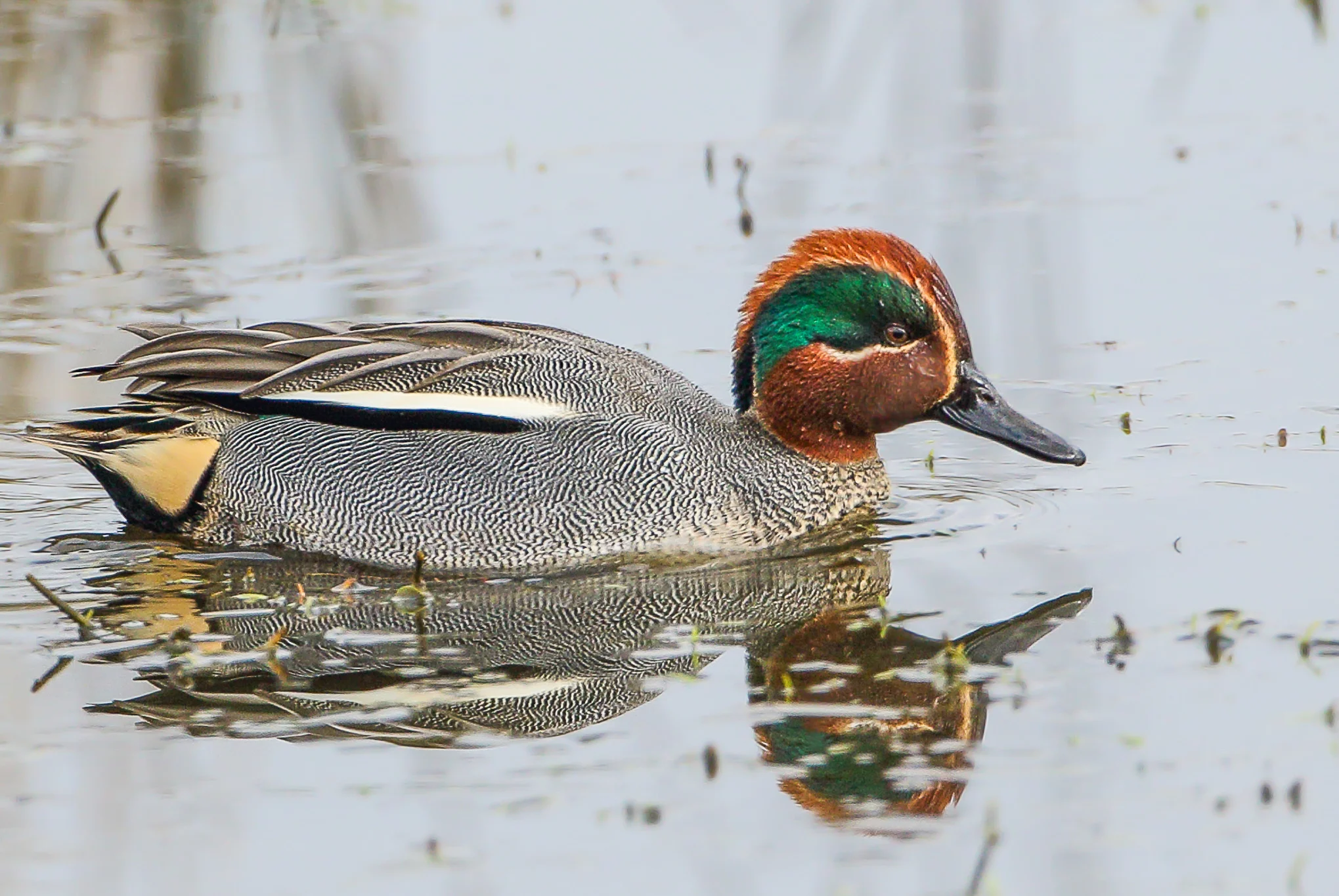 Teal (Anas Crecca)
