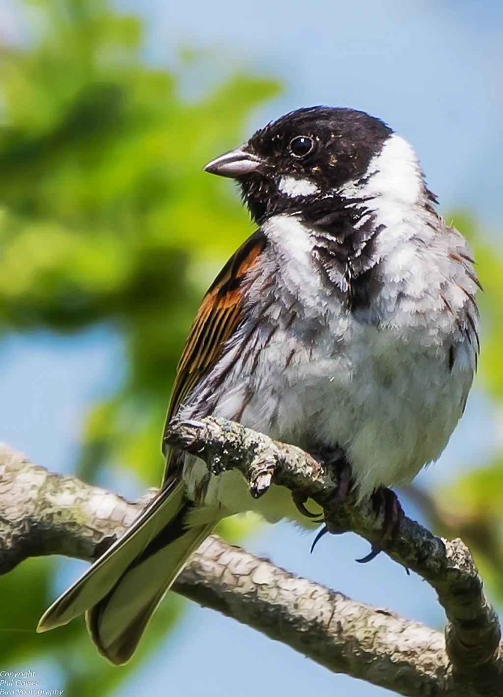 Reed Bunting (Emberiza schoeniclus)