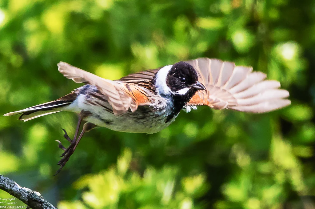 Reed Bunting (Emberiza schoeniclus)