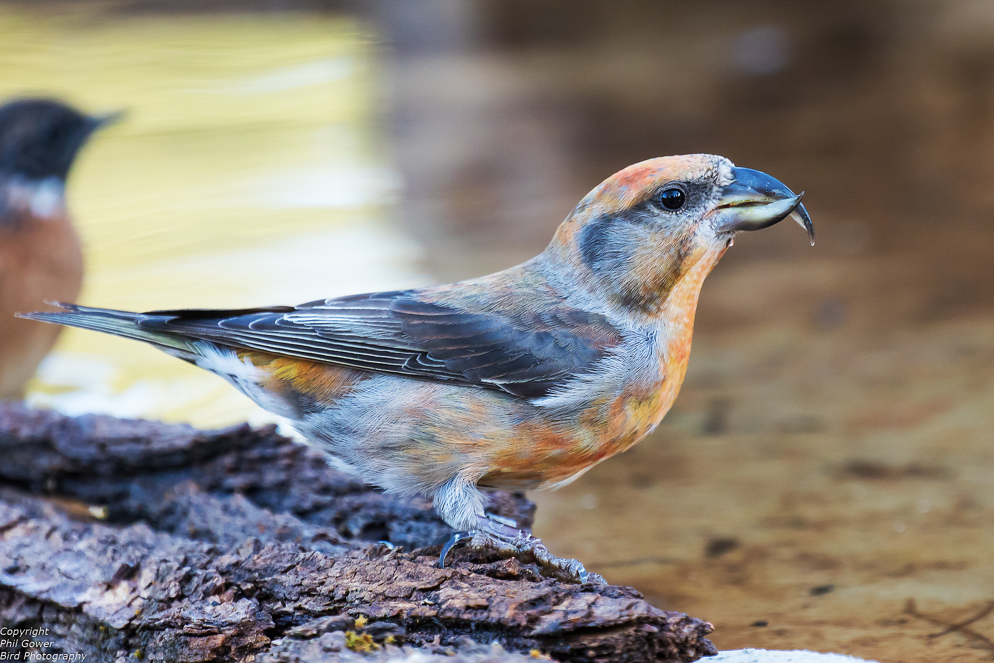 Crossbill (Loxia curvirosta)