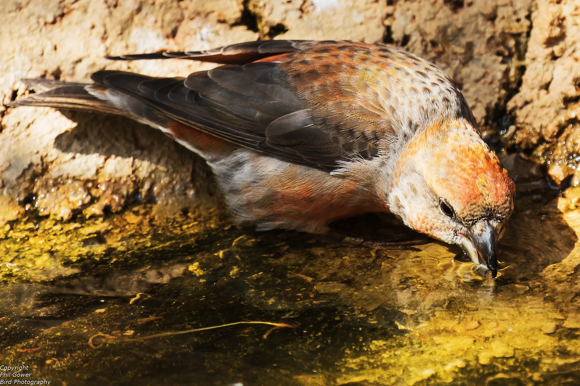 Crossbill (Loxia curvirosta)