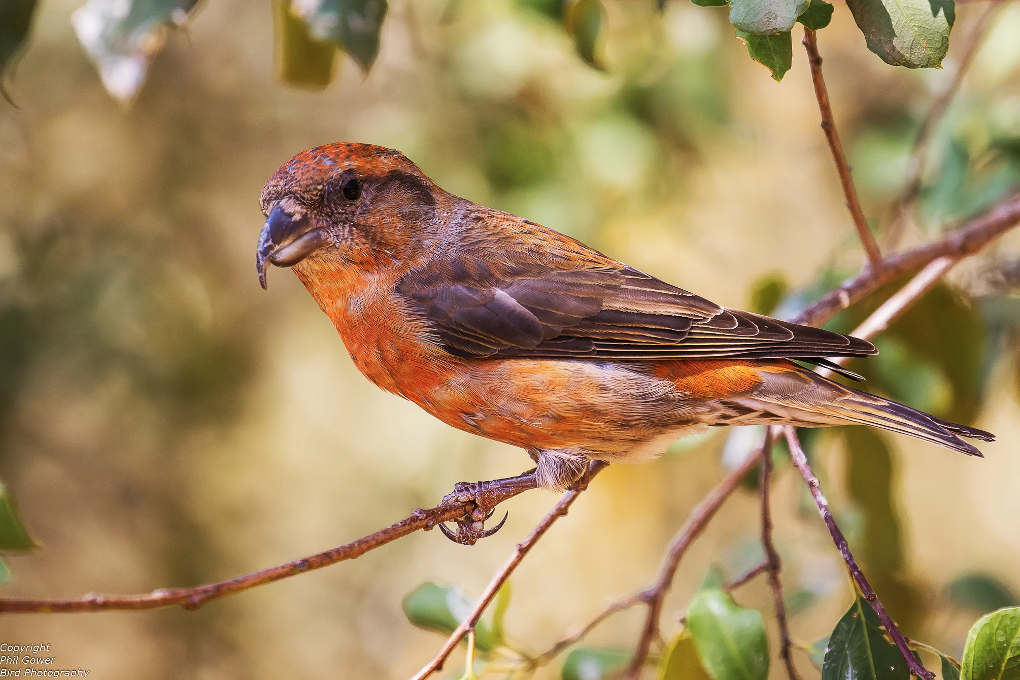 Crossbill (Loxia curvirosta)