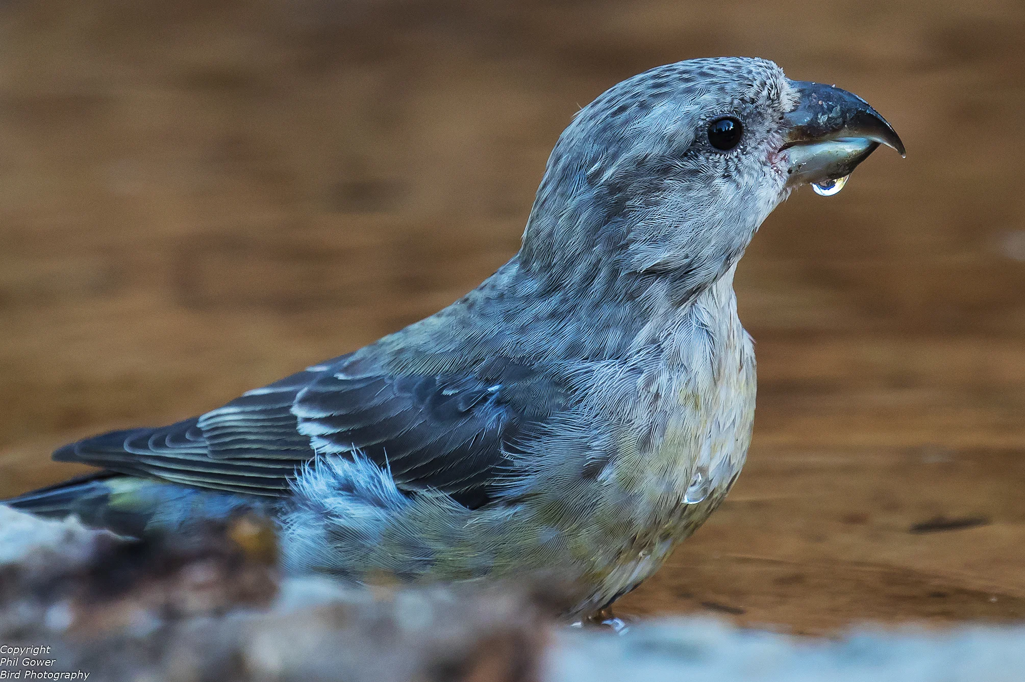 Crossbill (Loxia curvirosta)