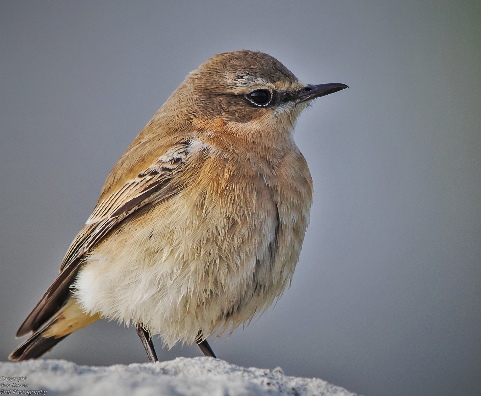 Wheatear (Oenanthe oenanthe)