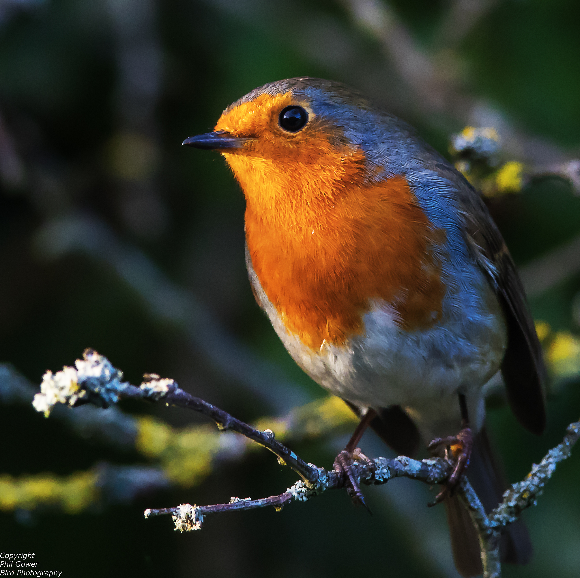 Robin (Erithicas rubecula)