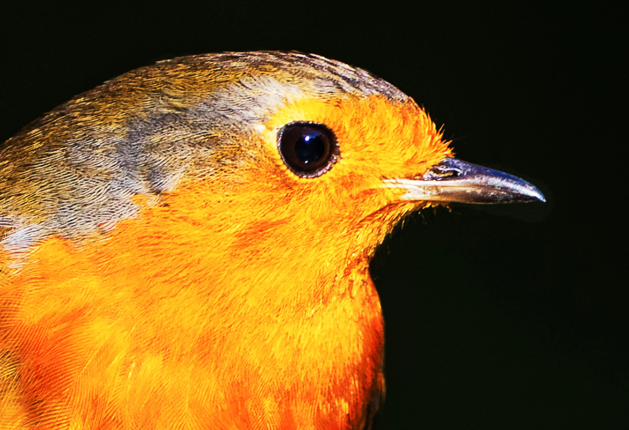 Robin (Erithicas rubecula)