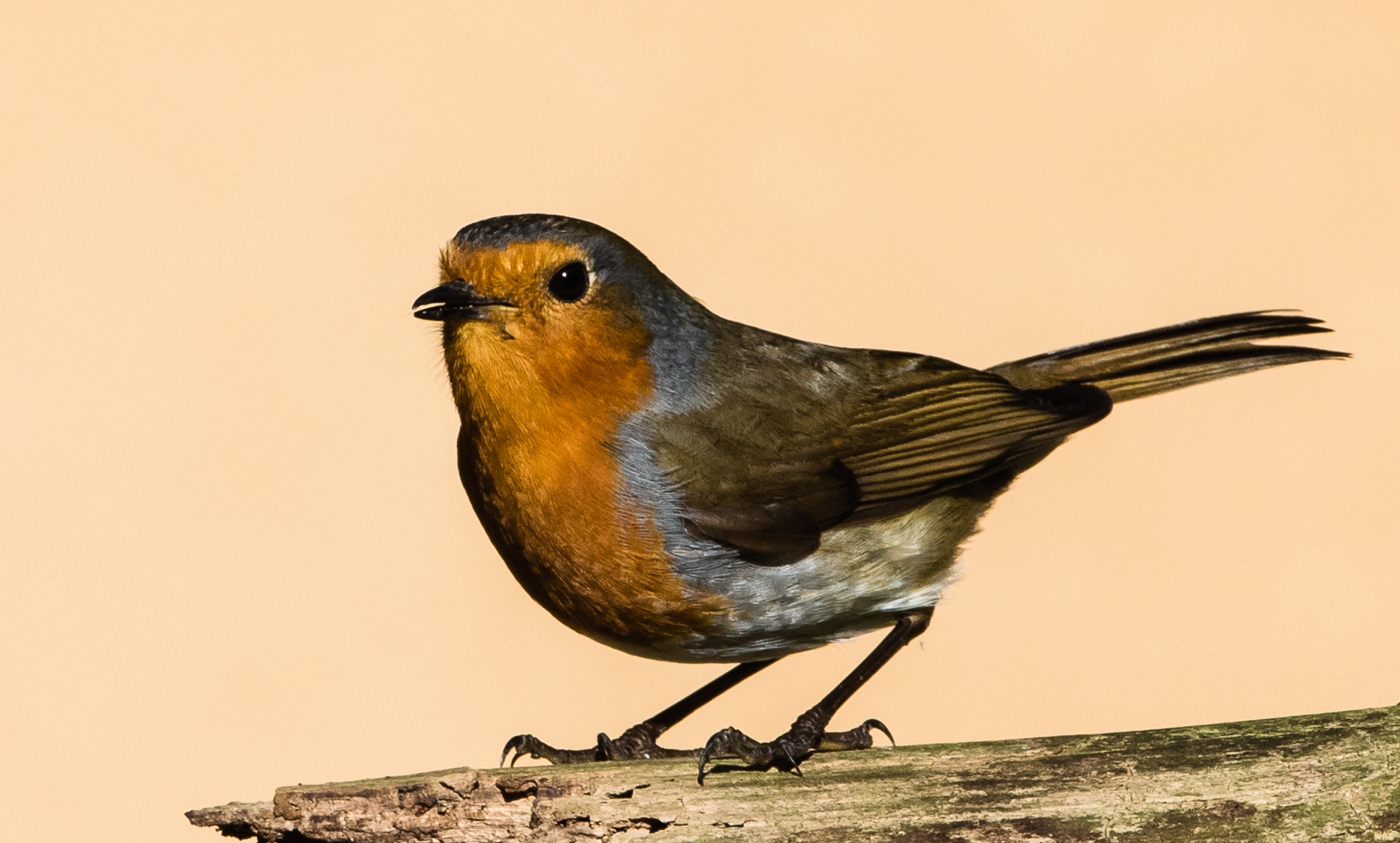 Robin (Erithicas rubecula)
