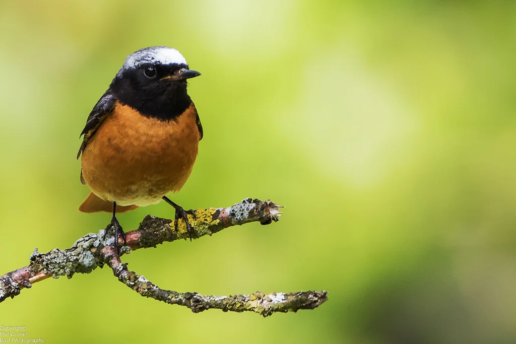 Redstart (Phoenicurus phoenicurus)