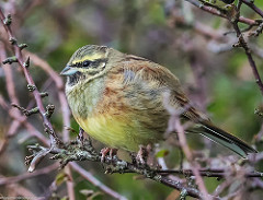 Cirl Buntings