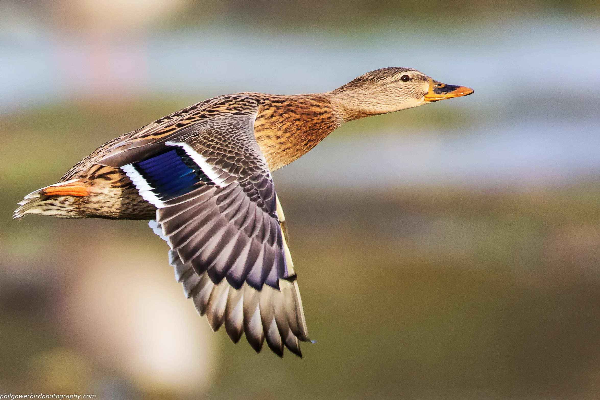 Mallard (Anas platyrhynchos)