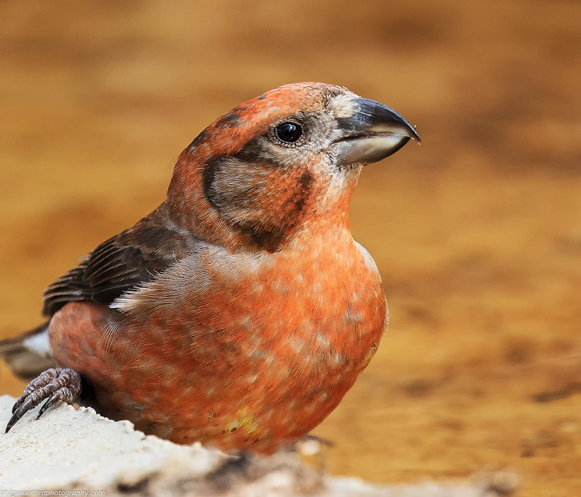 Crossbill (Loxia curvirosta)