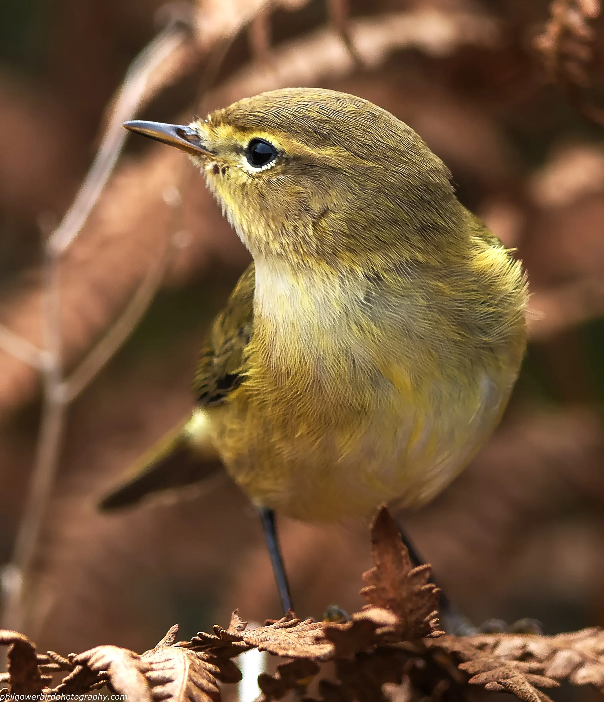 Chiffchaff (Phylloscopus collybita)