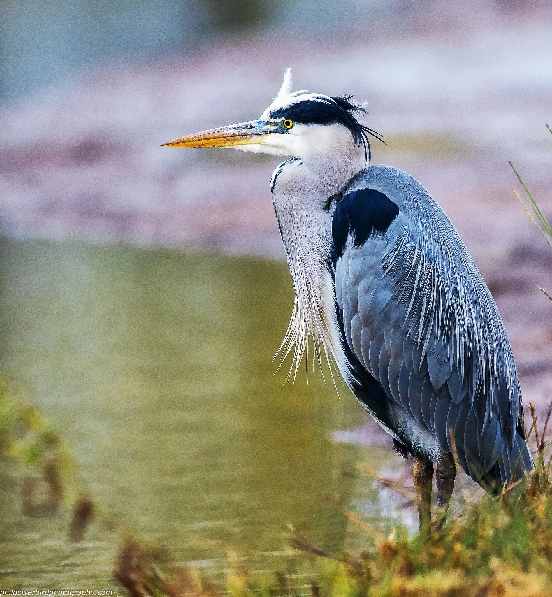 Grey Heron (Ardea cinerea)