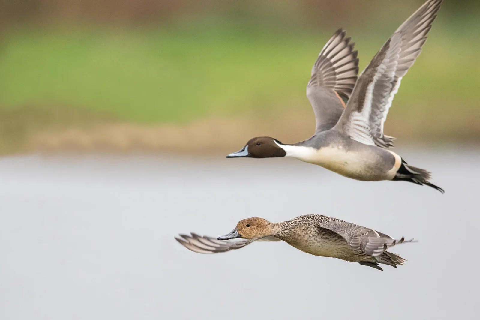 Pintail (Anas acuta)