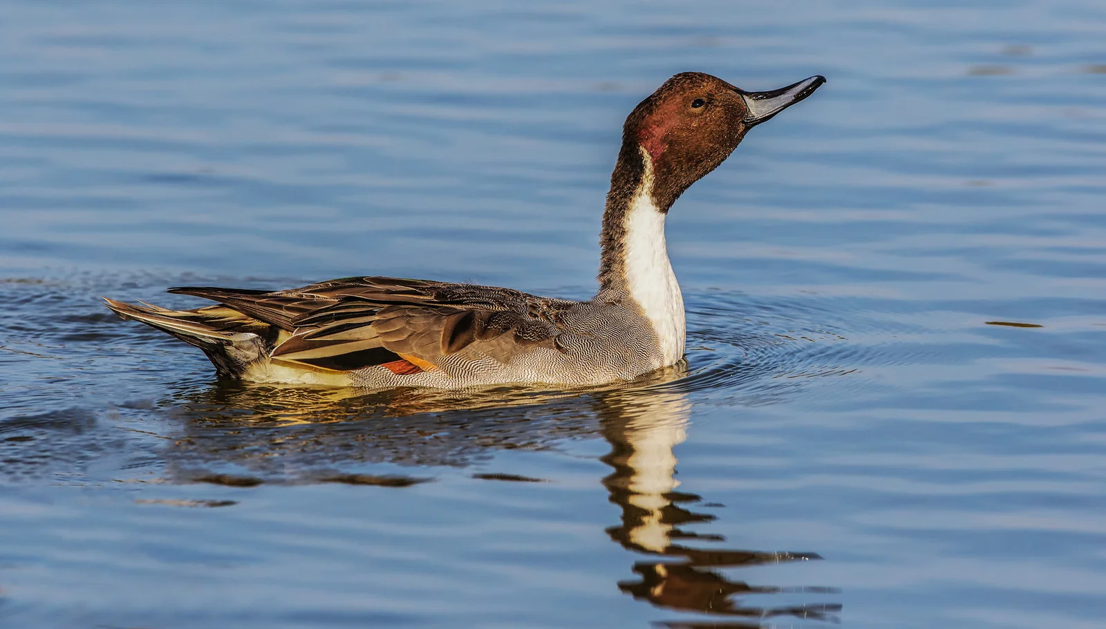 Pintail (Anas acuta)