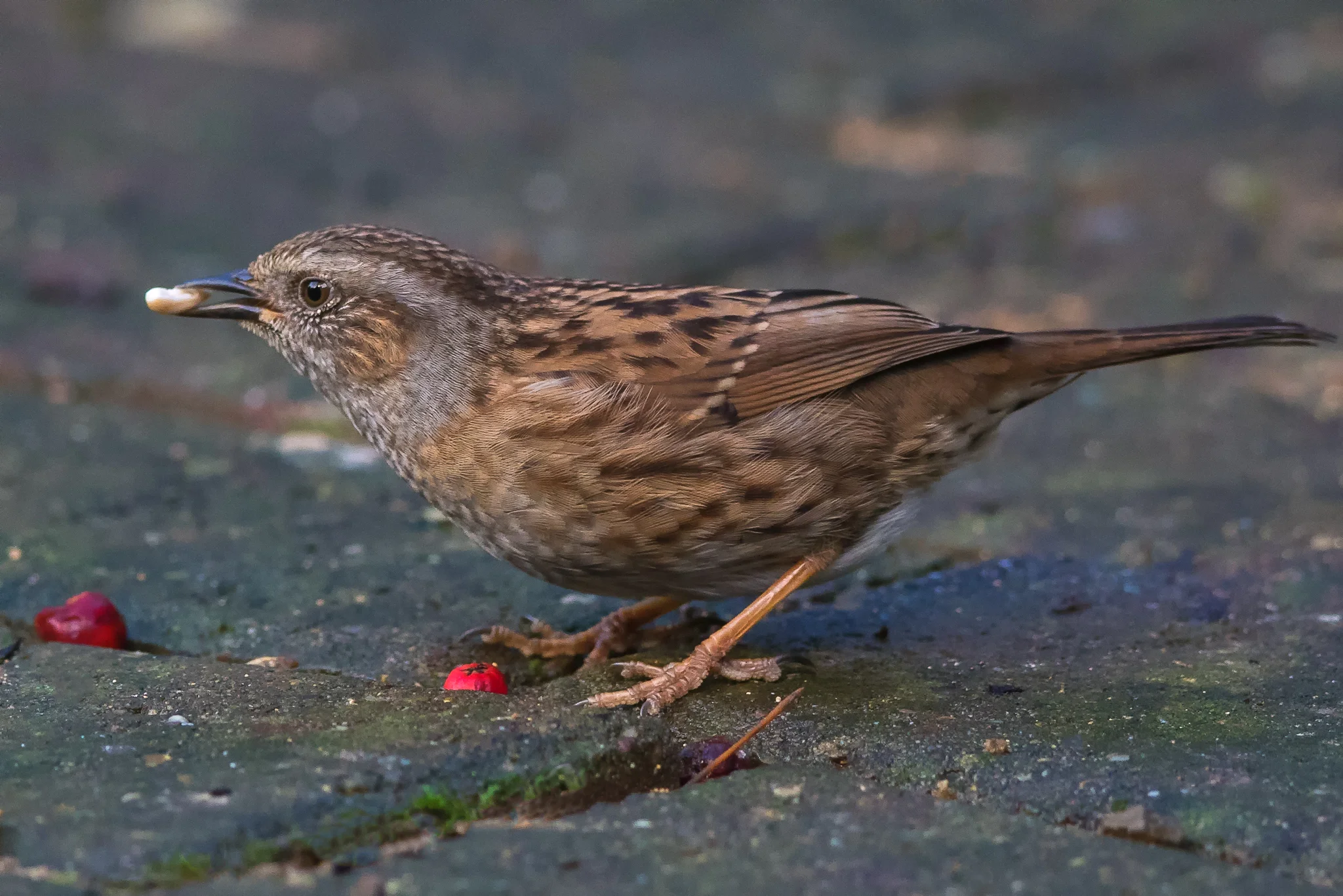 Dunnock (Prunella modularis)