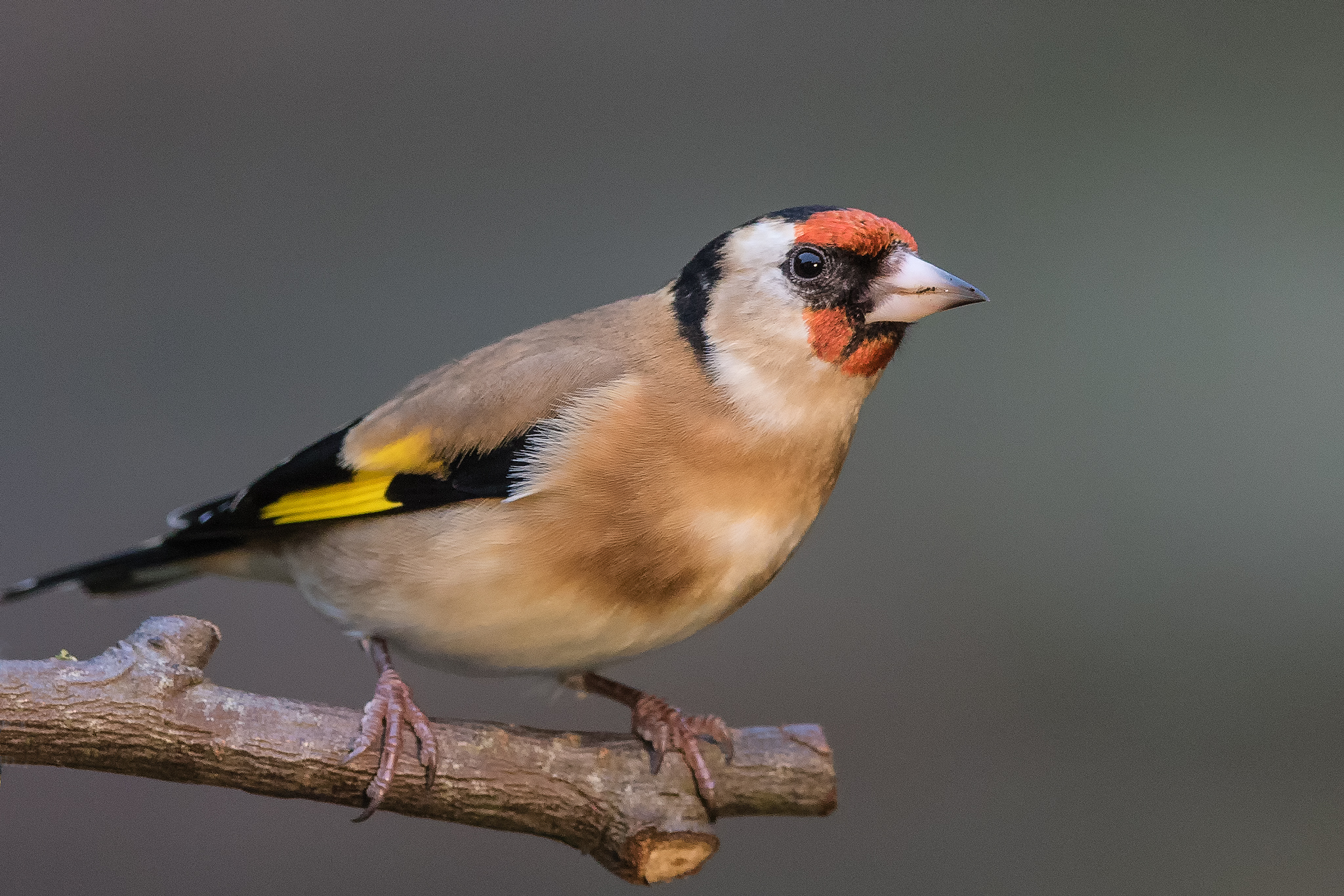 Goldfinch - taken in my garden.