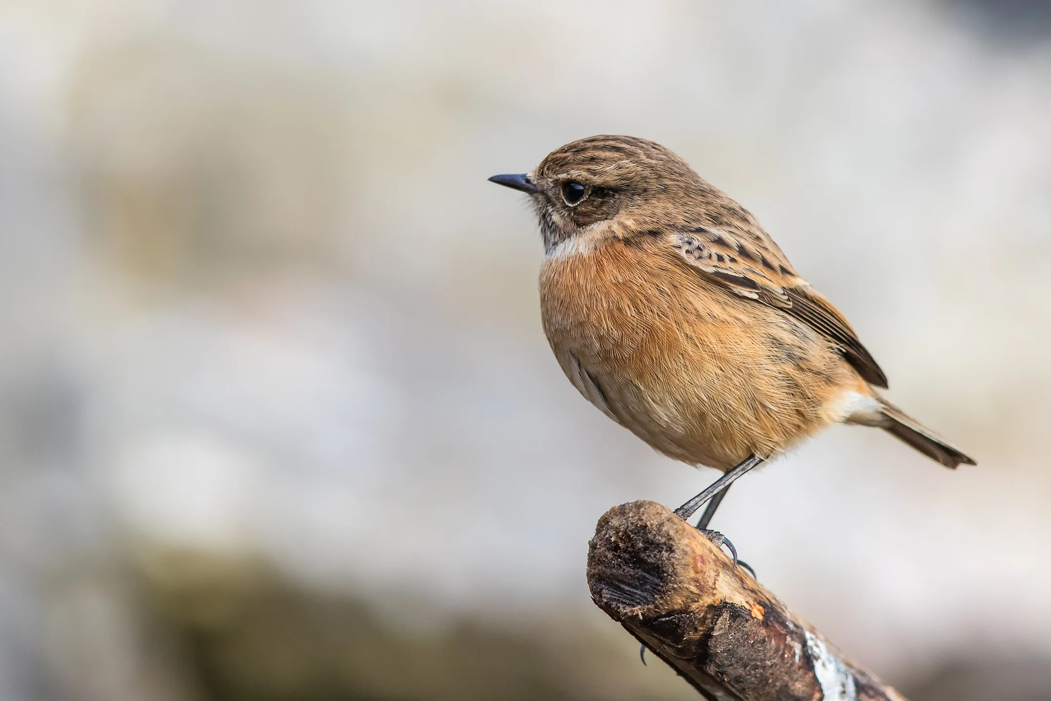 Stonechat (Saxicola torquatis)