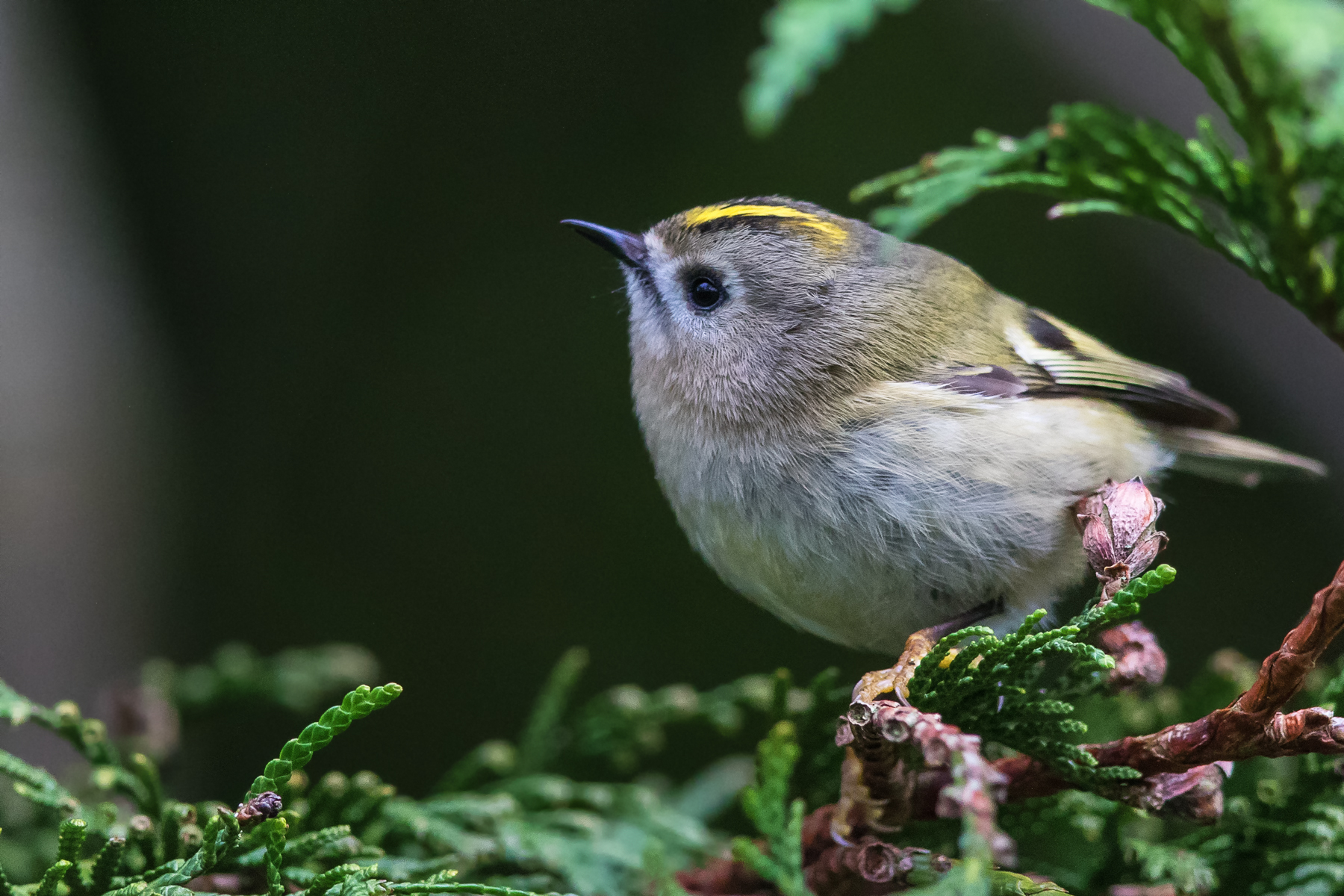 Goldcrest at Corsham Park