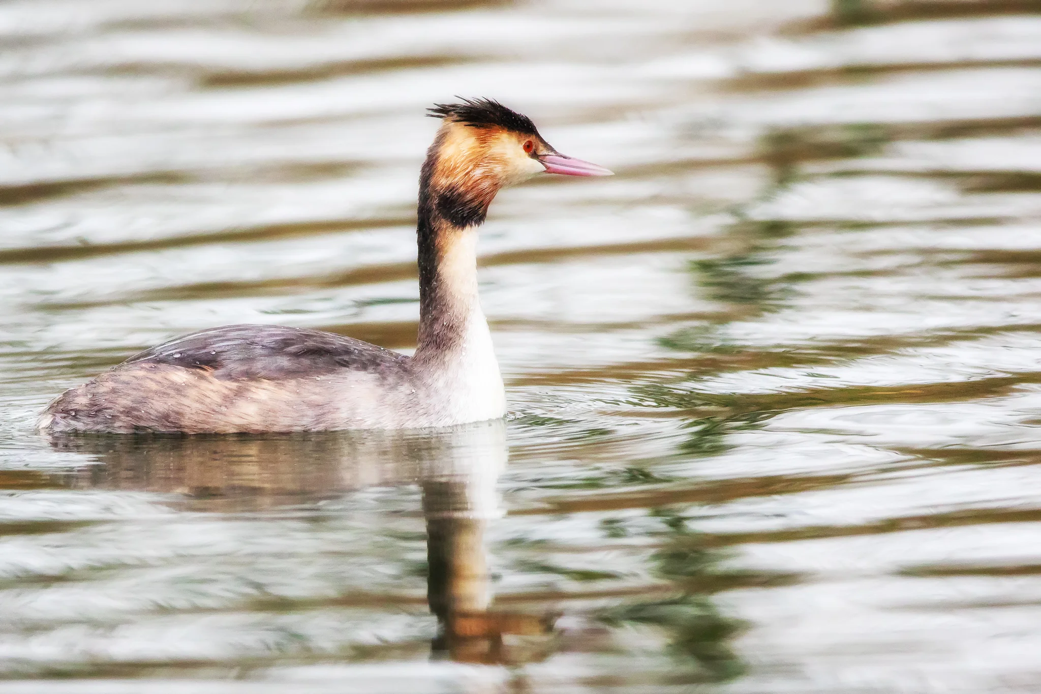 Great Created Grebe (Podiceps cristatus)