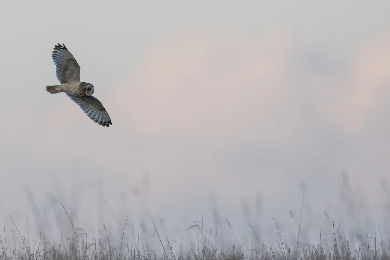 Short-eared Owl (Asio flammeus)