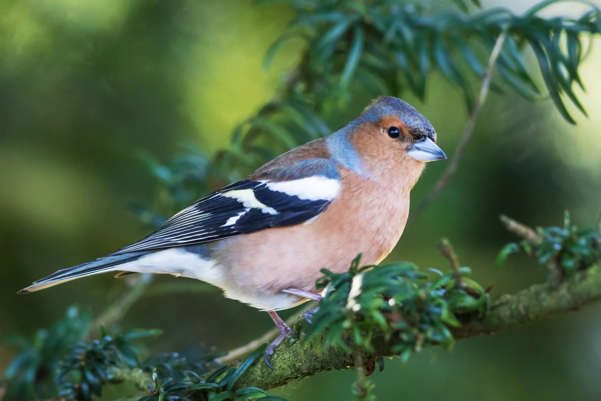 Chaffinch (Fringilla coelebs)