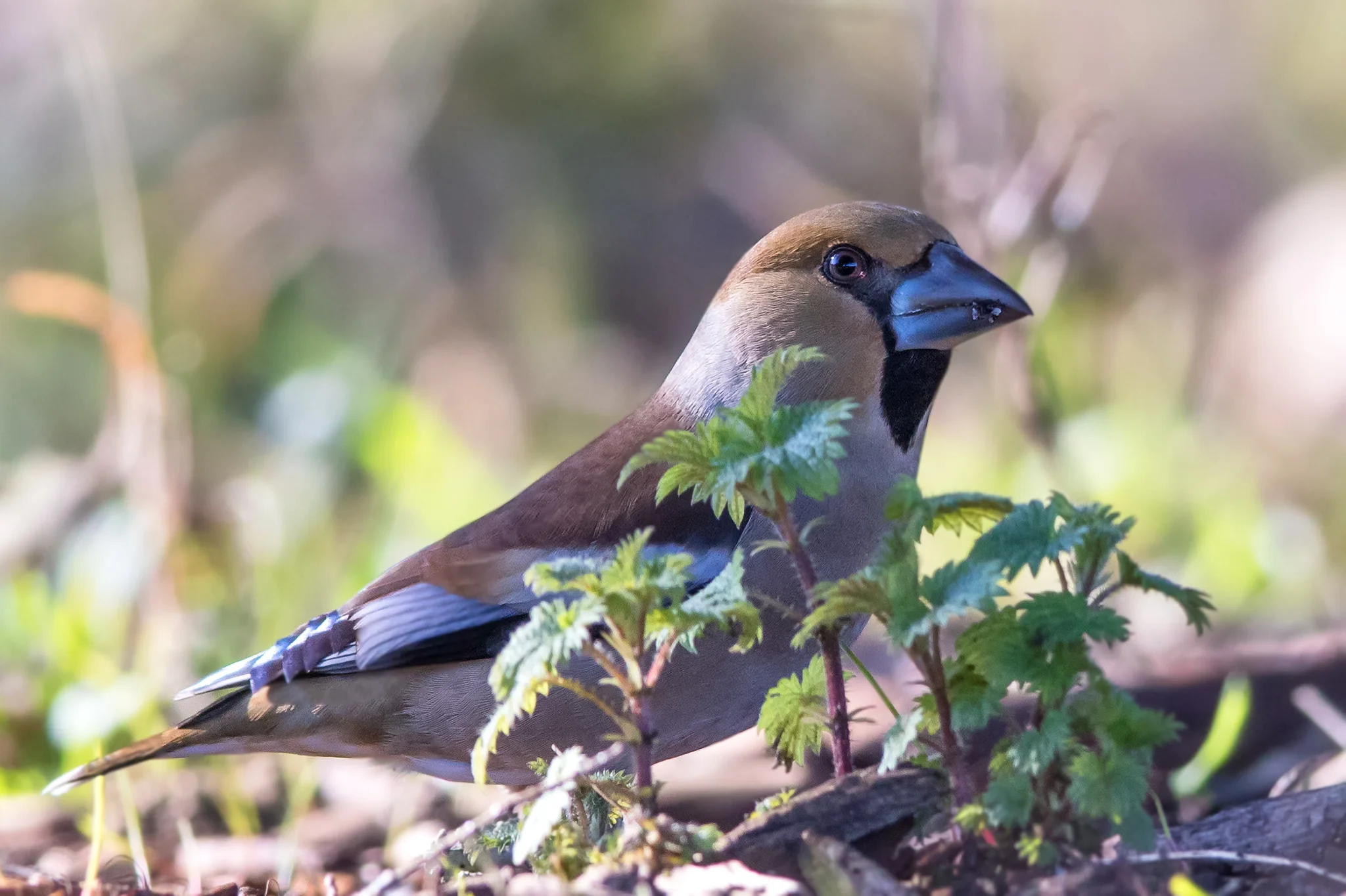 Hawfinch (Coccothraustes coccothraustes)