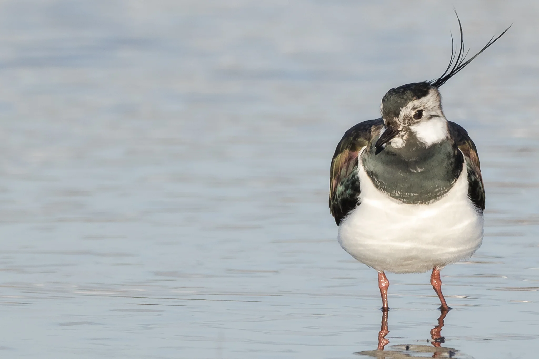 Lapwing (Vanellus vanellus)