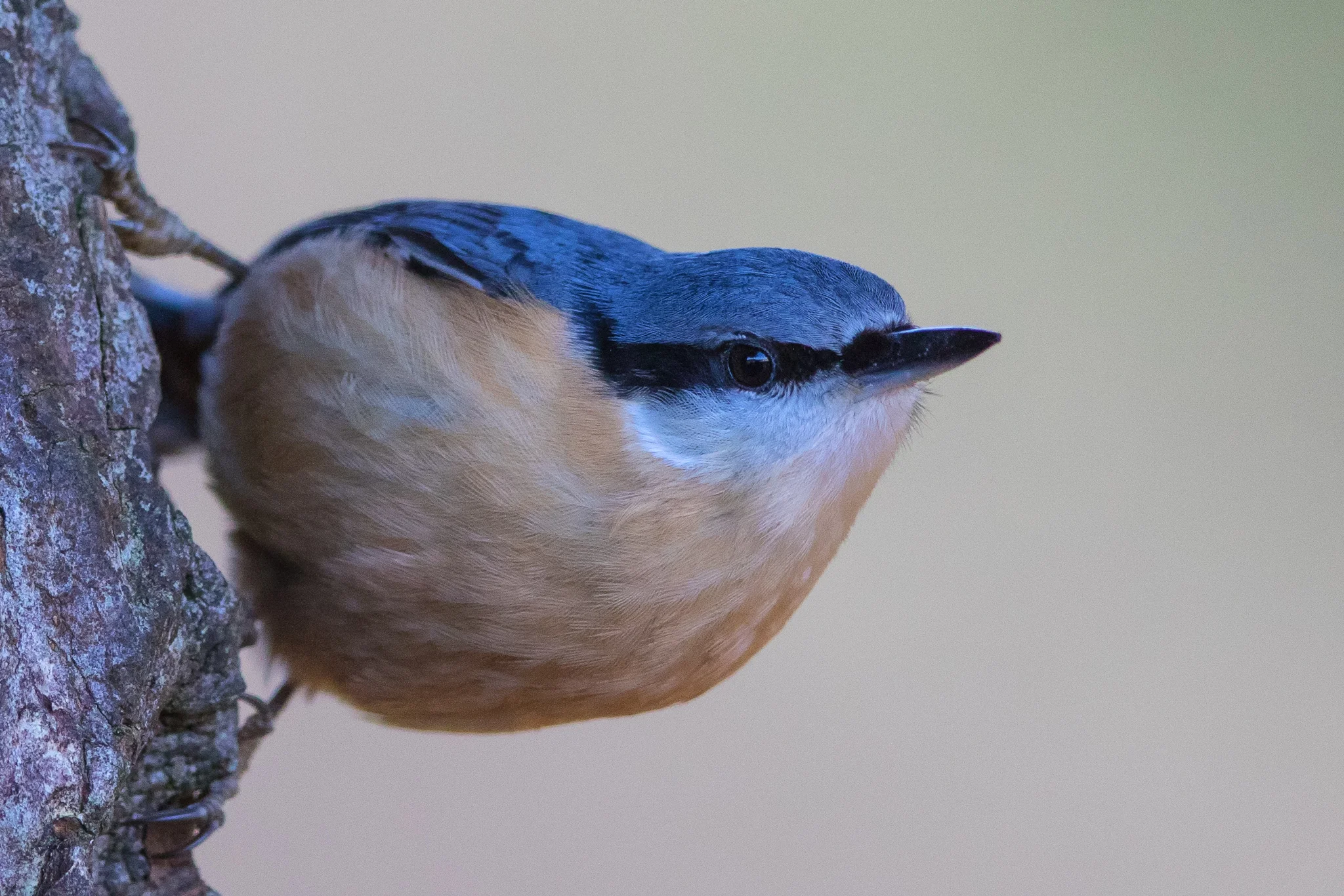 Nuthatch (Sitta Europaea)