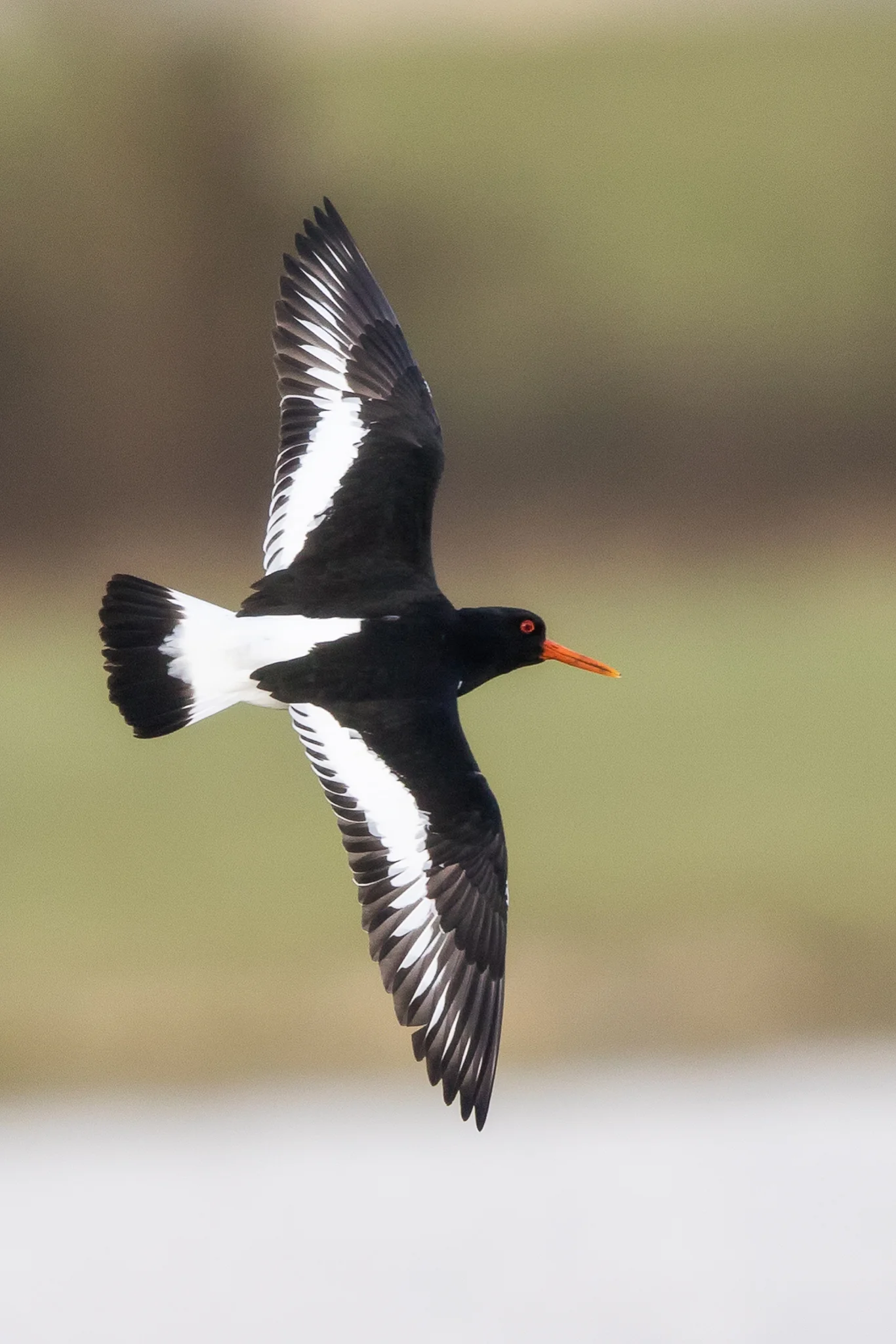 Oystercatcher (Haemotopus ostralegus)