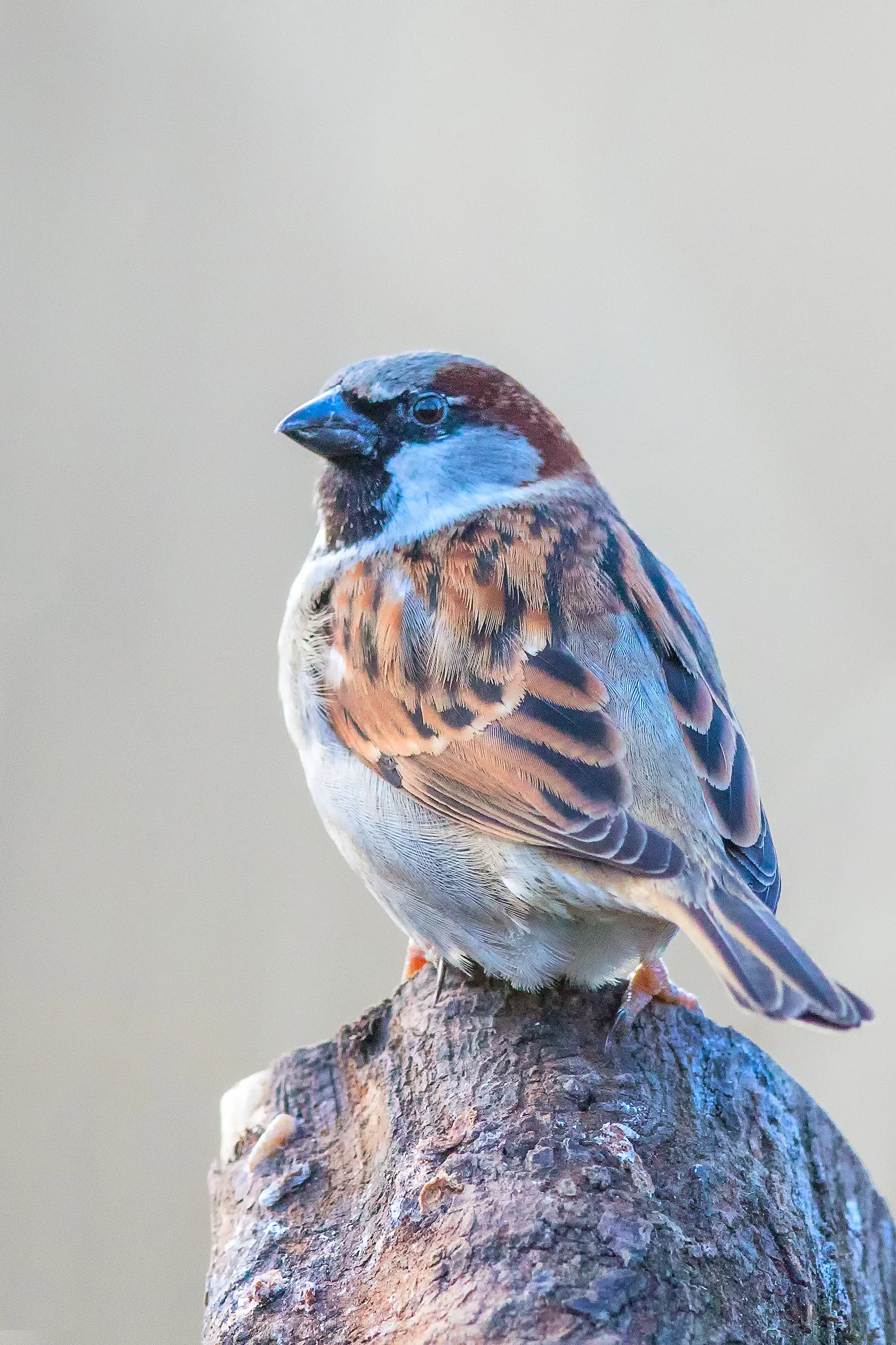 House Sparrow (Passer domesticus)