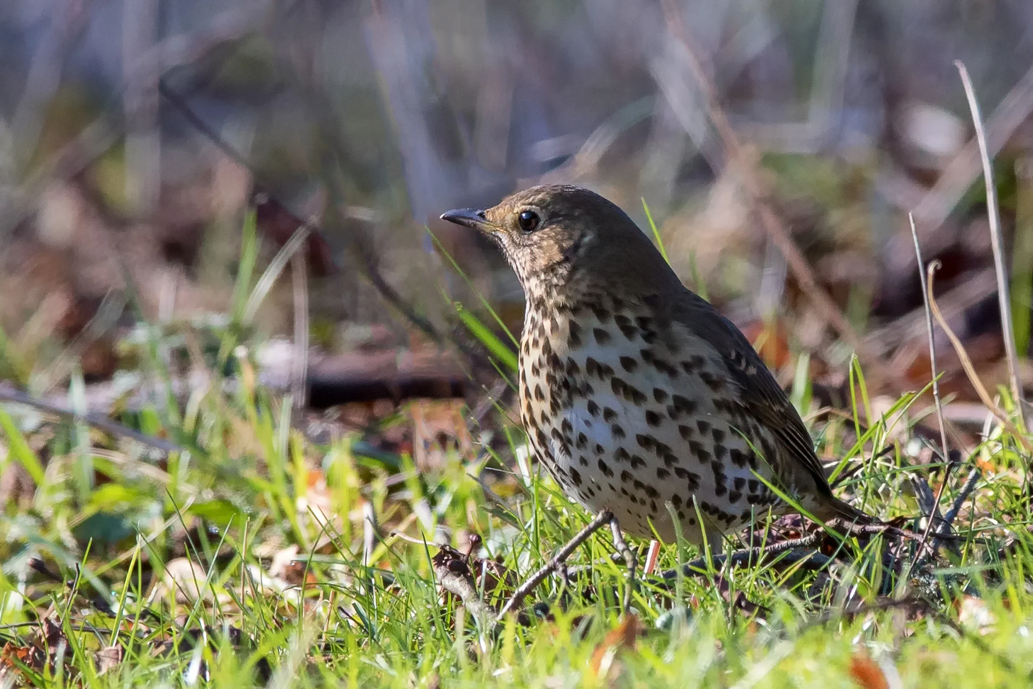 Song Thrush (Turdus philomelos)