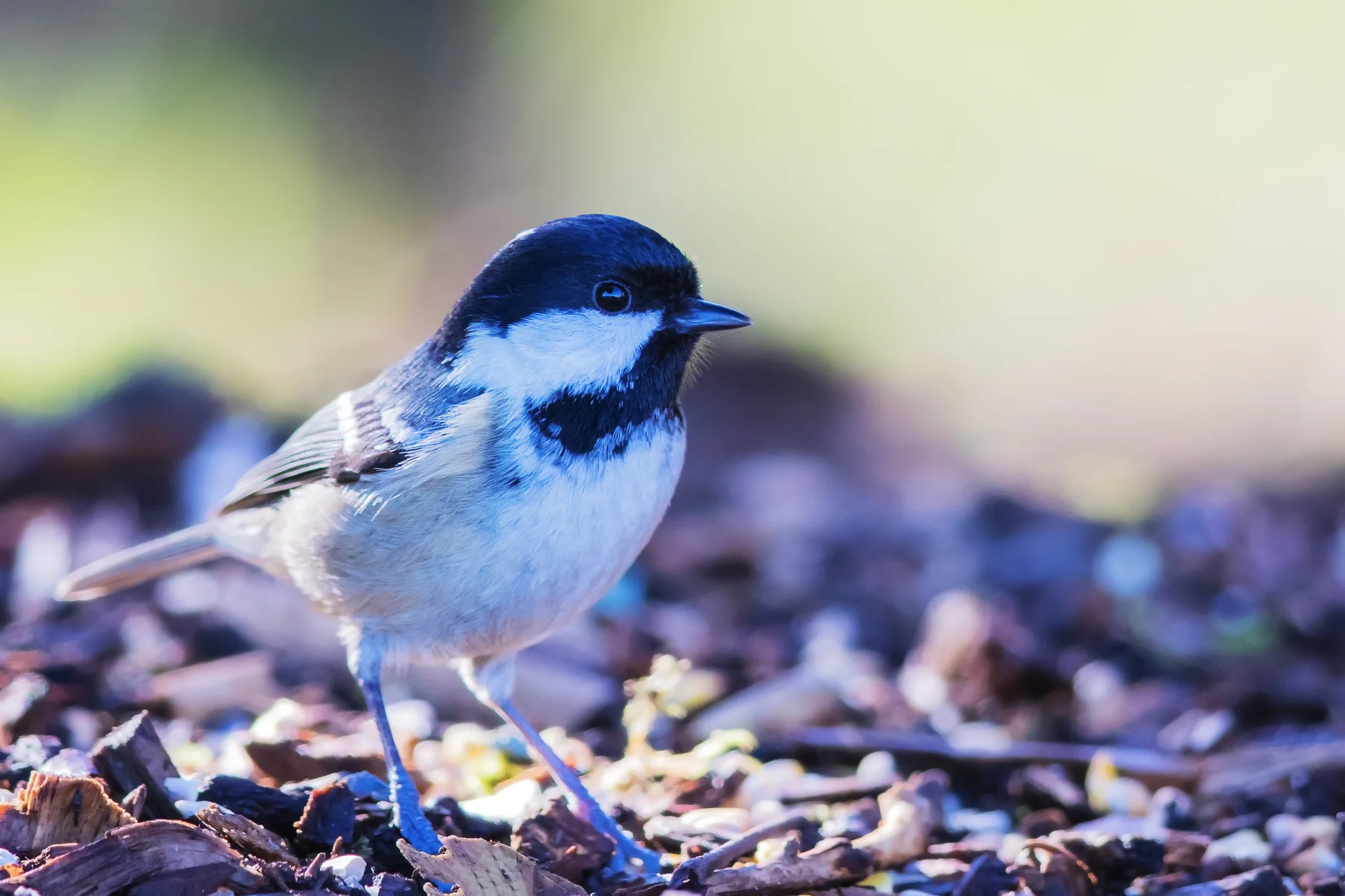 Coal Tit (Periparus ater)