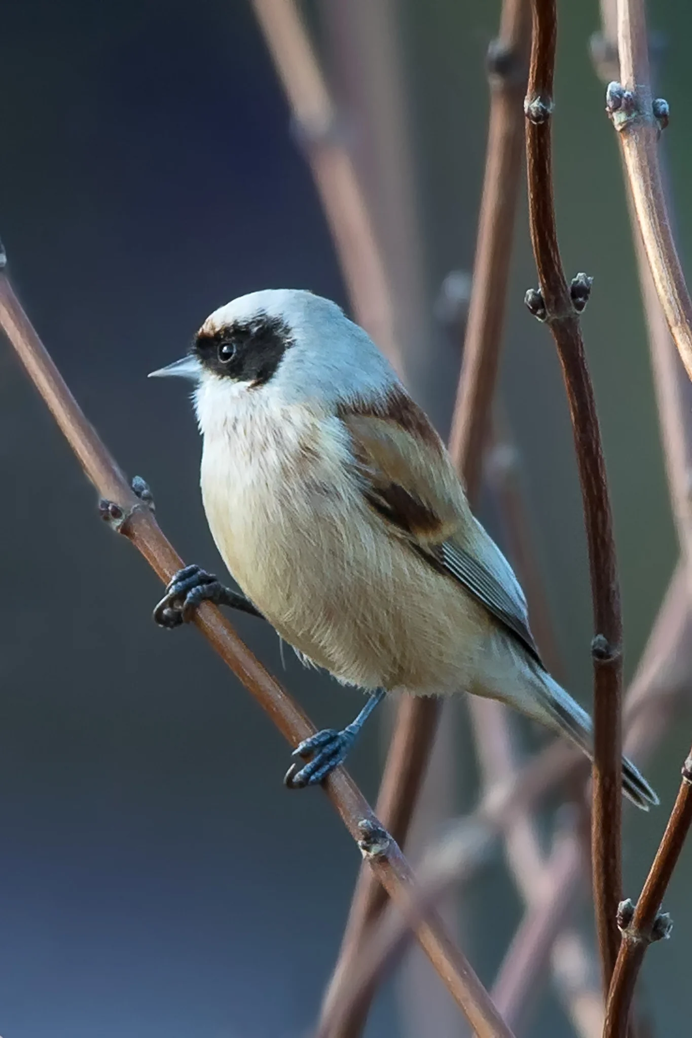 Penduline Tit (Remiz pendulinus)